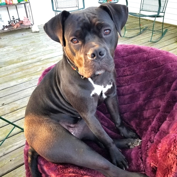 Meet your Posher Melissa and Matilda - Picture 2 of 3